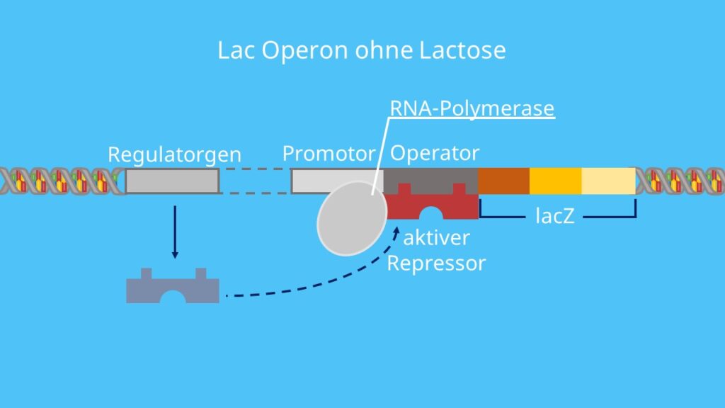 lac-Operon, Lactose, aktiver Repressor, Promotor, Operator, Regulatorgen, Substratinduktion