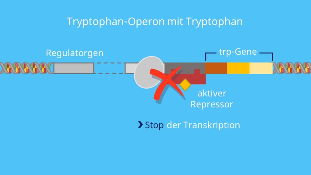 Tryptophan, aktiver Repressor, Produktrepression, Transkription, DNA, RNA Polymerase
