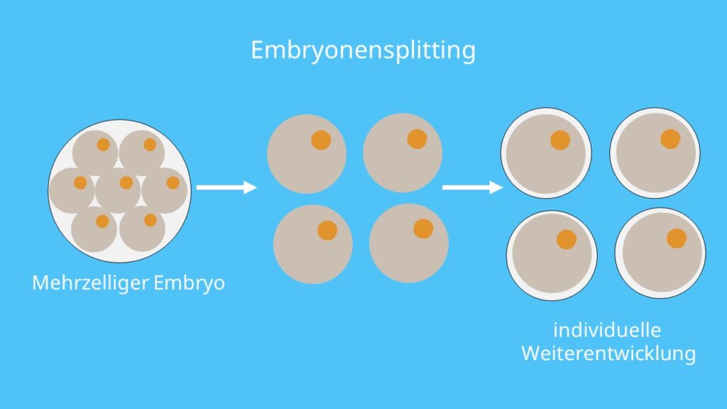 Embryo, Embryonensplitting, Klonen, Reproduktives Klonen, Zwillinge