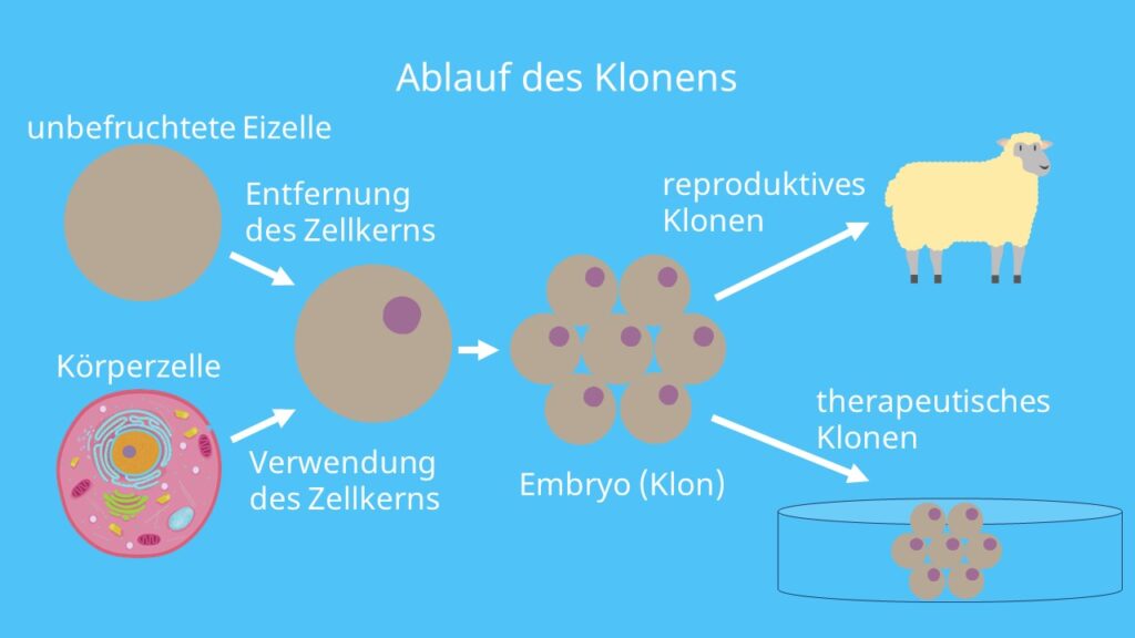Klonen, somatischer Zellkerntransfer, Dolly-Verfahren, reproduktives Klonen, therapeutisches Klonen, entkernte Eizelle, Leihmutter, Stammzellen, Dolly