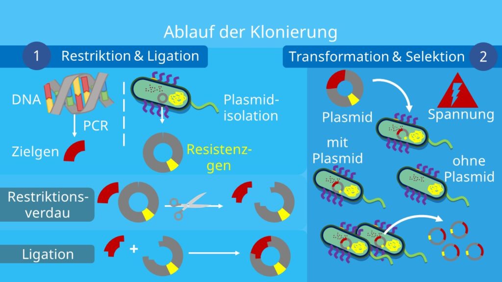 Klonierung, Restriktion, Ligation, Restriktionsverdau, Transformation, Selektion, Plasmid, Vektor