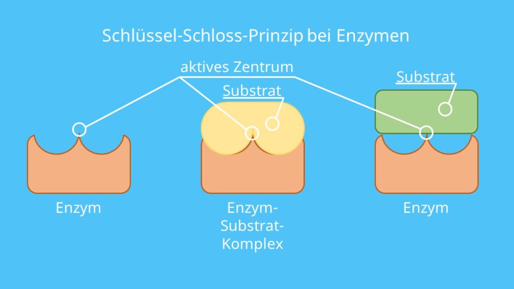 Schlüssel-Schloss-Prinzip Enzyme, Enzyme Schlüssel Schloss Prinzip, Schlüssel und Schloss, Schlüssel Schloss Prinzip Bio, Schloss und Schlüssel