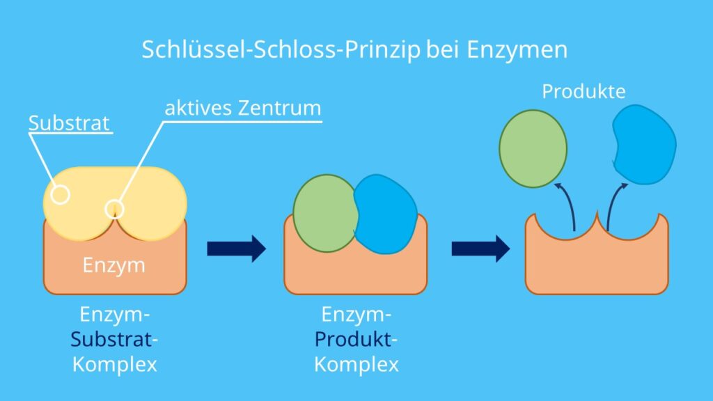 Schlüssel-Schloss-Prinzip Enzyme, Enzyme Schlüssel Schloss Prinzip, Schlüssel und Schloss, Schlüssel Schloss Prinzip Bio, Schloss und Schlüssel