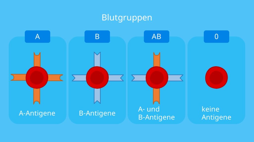 Blutgruppenvererbung, Antigene, Blutgruppe A, Blutgruppe B, Blutgruppe AB und Blutgruppe 0
