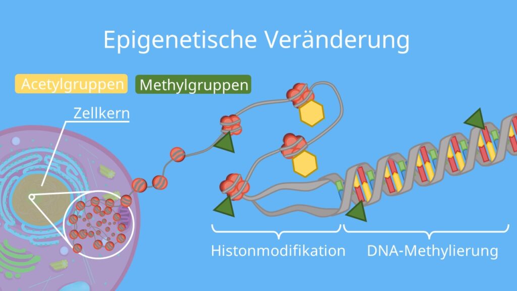 Epigenetik, DNA Methylierung, Phänotyp, Epigenom, Histonmodifikation, Acetylierung, Chromatin