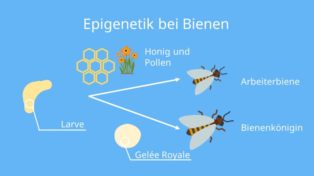 Biene, Epigenetik Ernährung, Gelee Royale, Bienenkönigin