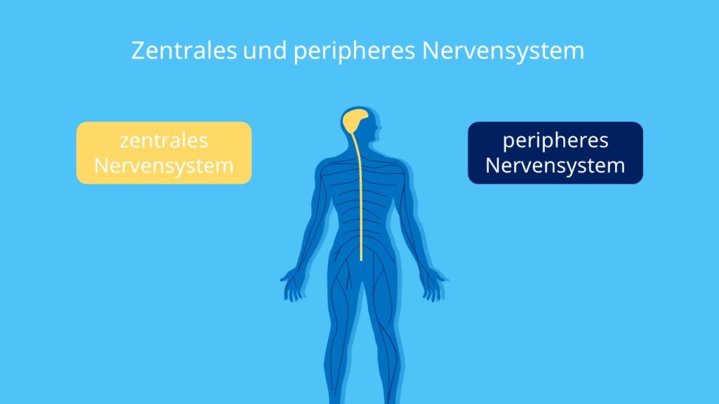 Zentrales Nervensystem, ZNS, PNS, Gehirn, Rückenmark, Hirnnerven, Spiralnerven 
