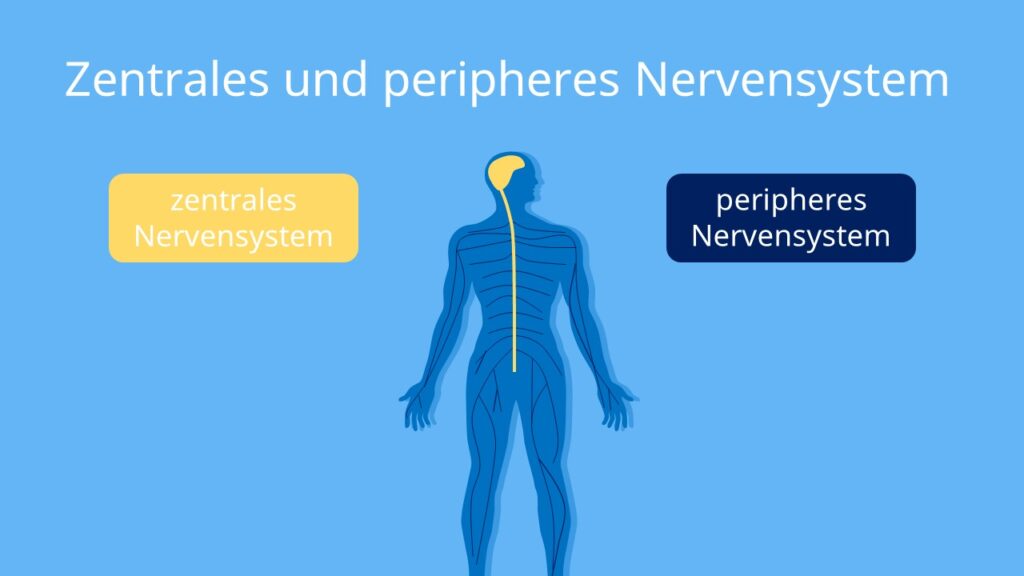 Zentrales Nervensystem, ZNS, PNS, Gehirn, Rückenmark, Hirnnerven, Spiralnerven 