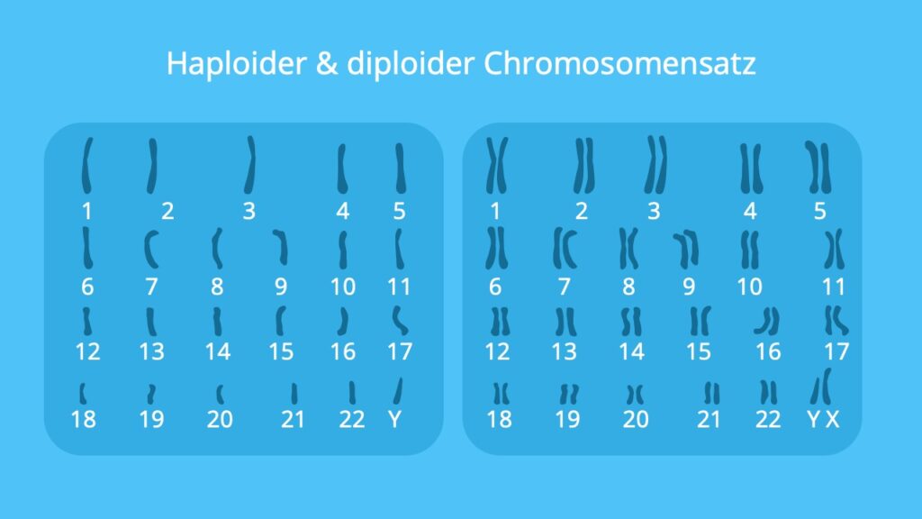 Chromosomensatz, haploid, diploid, Chromosomensatz Mann, Karyogramm