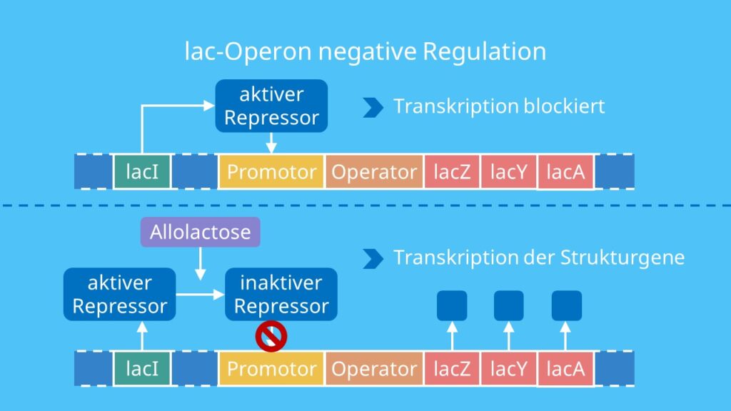 lac Operon negative Regulation, Repressor, Lactose, lac Operon, Transkription, Promotor, Strukturgene, Substratinduktion, IPTG, Allolactose