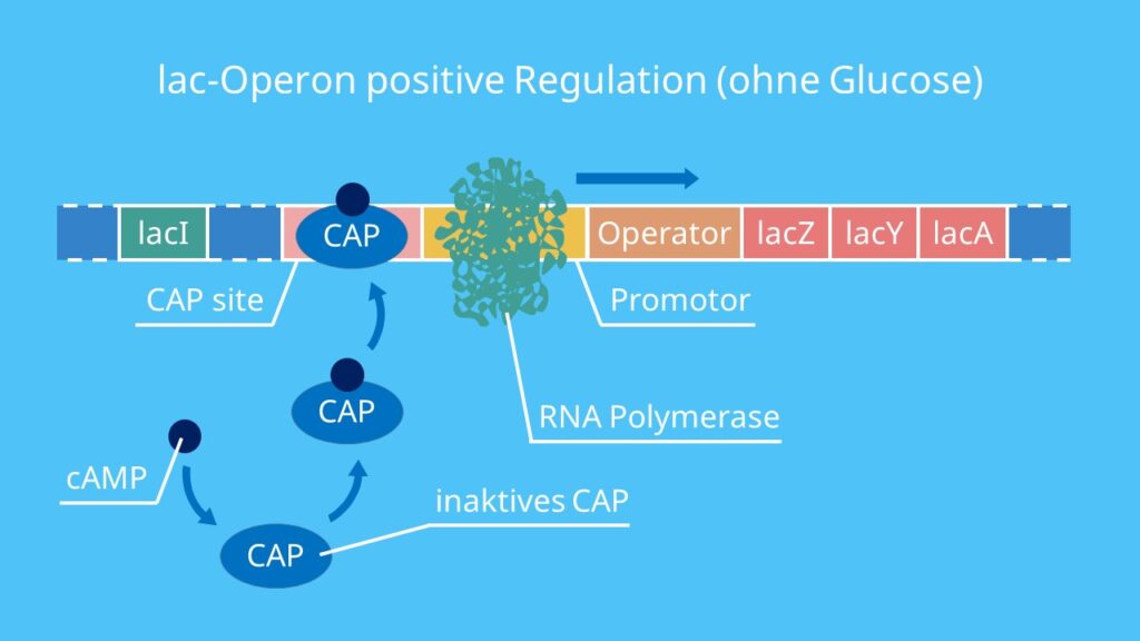 lac Operon positive Regulation (ohne Glucose), CAP, cAMP, Aktivator, Katabolitrepression, Promotor, RNA-Polymerase, Transkription, lacZ, lacI