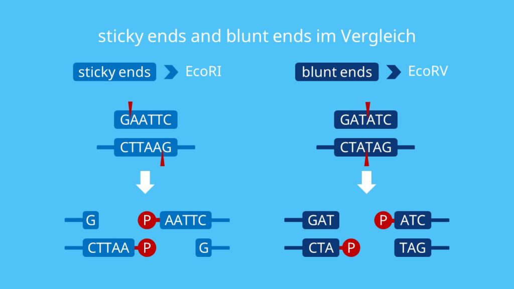 sticky ends und blunt ends im Vergleich, EcoRI, EcoRV, Restriktionsenzyme, sticky ends, blunt ends, Restriktionsverdau, Restriktion