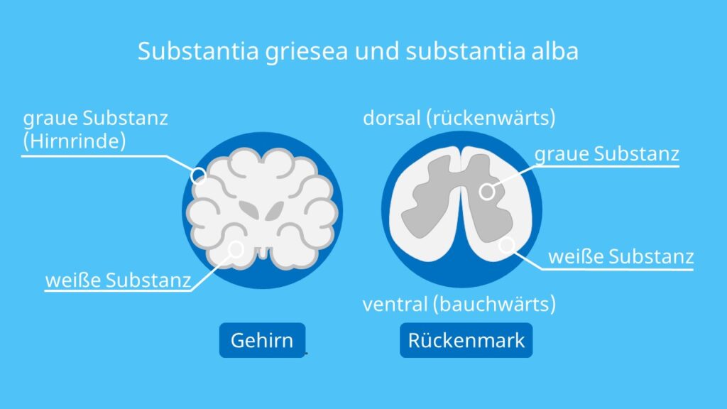 Graue Substanz, Weiße Substanz, Zentrales Nervensystem, ZNS, Zentralnervensystem, Rückenmark, Gehirn  