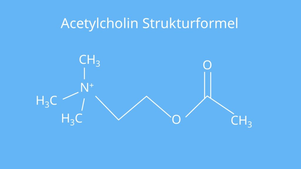 Acetylcholin, Acetylcholine