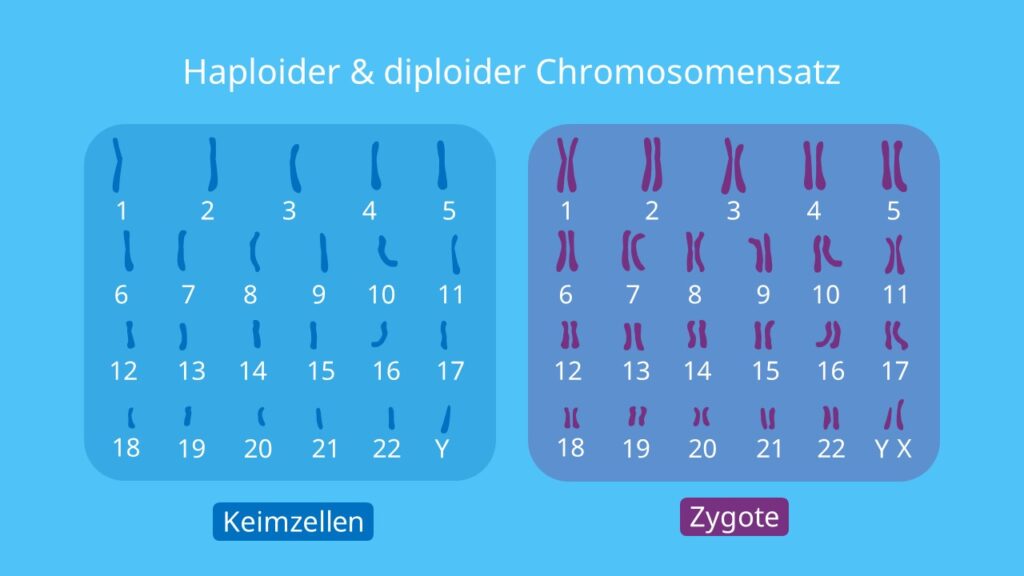 Haploider & diploider Chromosomensatz, Chromosomen, diploid, haploid, weibliche Eizelle, männliche Spermienzelle, Zygote