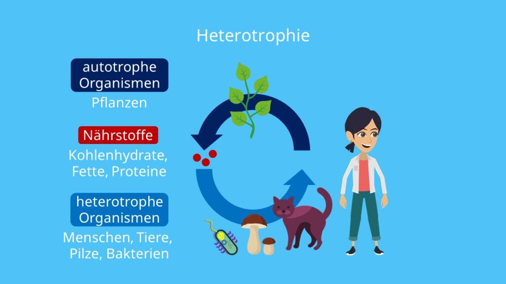 Heterotrophie, autotroph, heterotroph, autotroph heterotroph, Pflanzen sind autotroph, Heterotrophe Organismen
