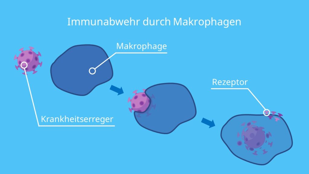 Immunabwehr durch Makrophagen, Macrophages, Fresszellen des Immunsystems, Was sind Fresszellen, Was sind Makrophagen
