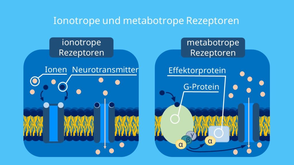 ionotroper Rezeptor, metabotroper Rezeptor, Ionenkanal