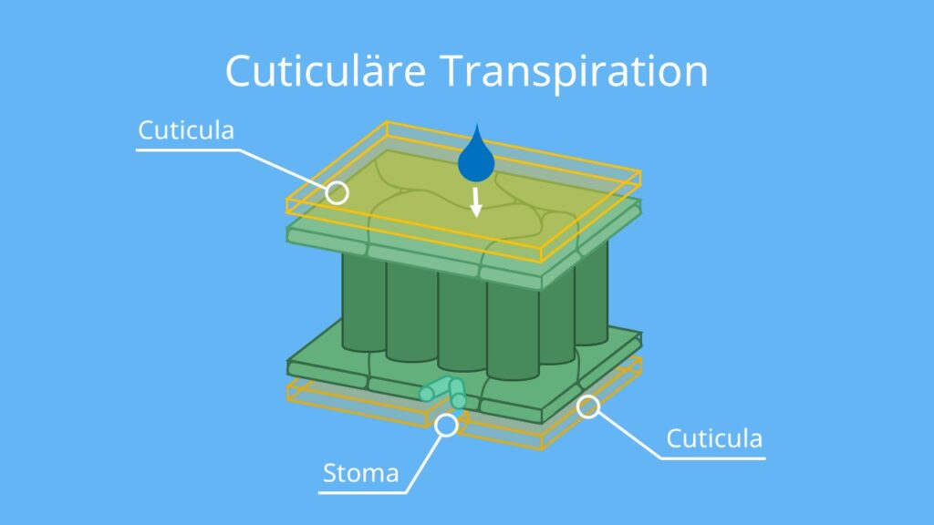 Kutikuläre Transpiration, Transpiration Biologie, Transpiration Blatt, Transpiraton bei Pflanzen,transpirieren, transpiriert