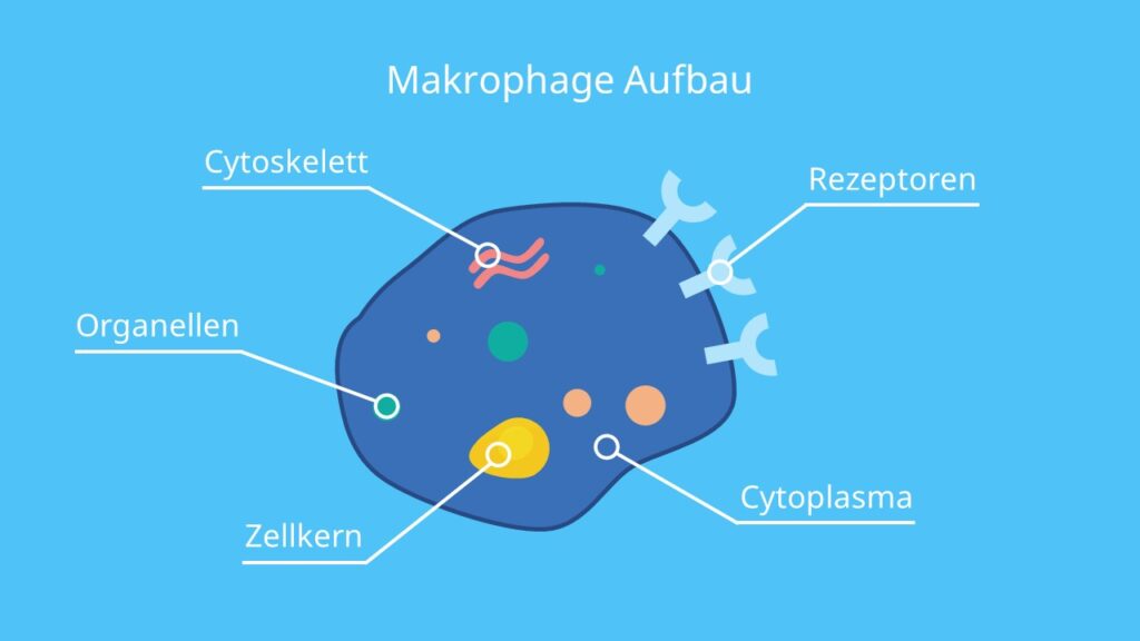 Makrophage Aufbau, Riesenfresszelle, Macrophages, Leukozyten, Monozyten Makrophagen, Was ist eine Fresszelle