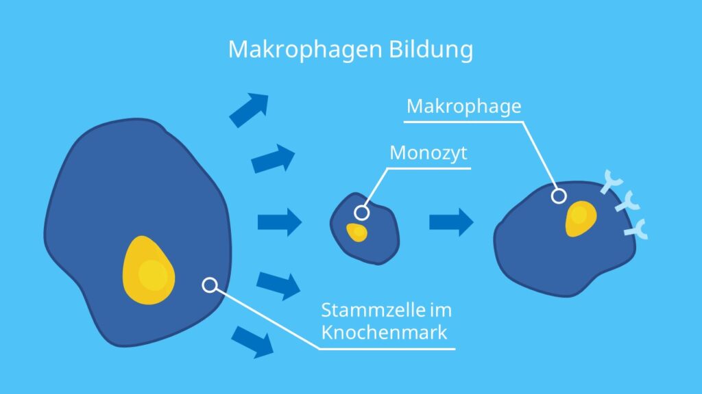 Makrophagen Bildung, Monozyten Makrophagen, Was sind Monozyten, Was sind Makrophagen