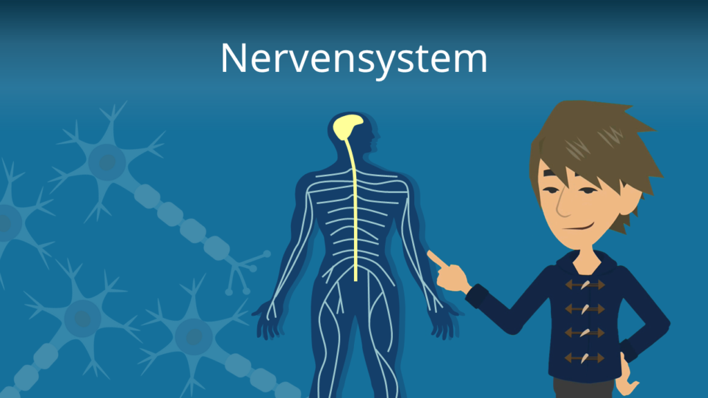 Zum Video: Nervensystem
