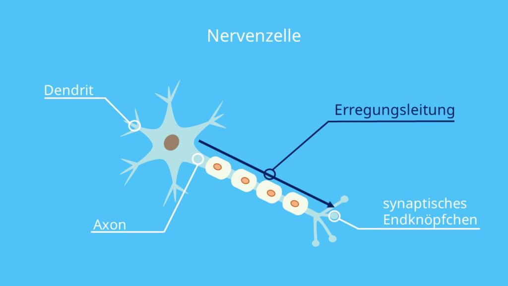 Neuron, Dendrit, Axon, Endknöpfchen, Erregungsleitung