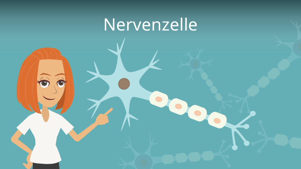Zum Video: Nervenzelle