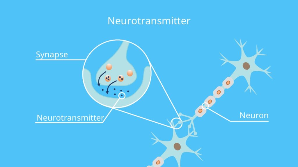 Neurotransmitter, Synapse, Nervenzelle, Neuron, präsynaptische membran, postsynaptische Membran, synaptischer Spalt, Vesikel, Botenstoff, Rezeptor, synapse, neurotransmitter, rezeptoren, erregende neurotransmitter, exzitatorische neurotransmitter, glutamat synapse, hemmende neurotransmitter, inhibitorische neurotransmitter, neurotransmitter beispiele, neurotransmitter definition, neurotransmitter einfach erklärt, neurotransmitter funktion, neurotransmitter übersicht, neurotransmitter wirkung, neurotransmittern, neurotransmitters, neurotransmittersystem, neurotransmittersysteme, serotonin synapse, transmitter biologie, transmitter nervenzelle, was sind neurotransmitter, welche neurotransmitter gibt es, wichtige neurotransmitter