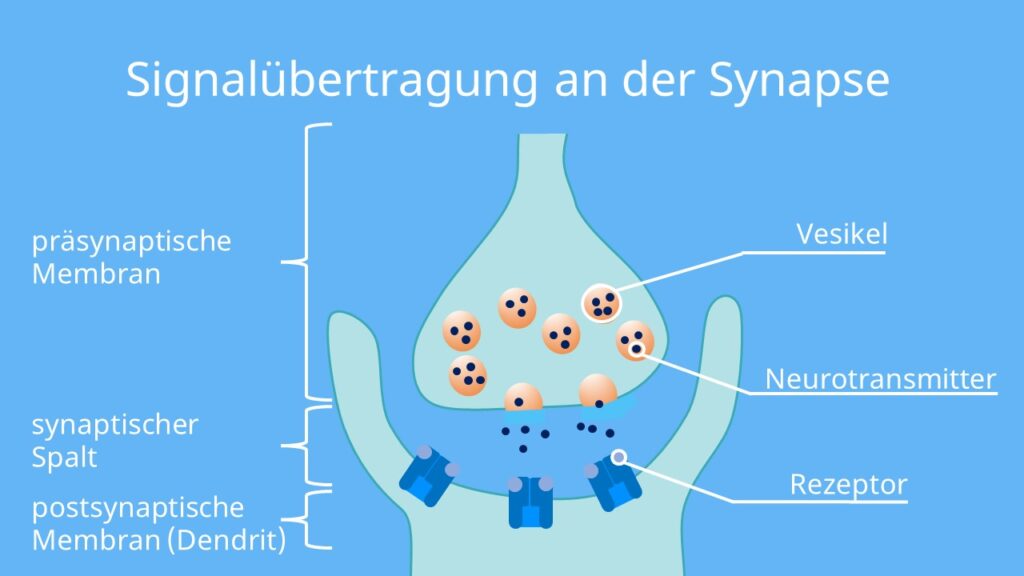  präsynaptische membran, postsynaptische Membran, synaptischer Spalt, Vesikel, Botenstoff, Rezeptor