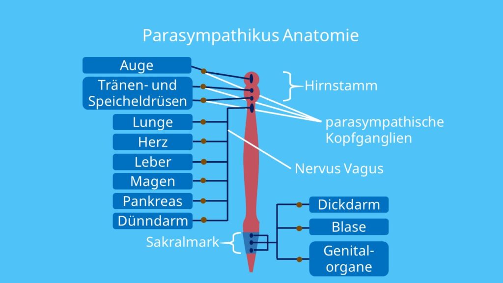 Sakralmark, Cannon Böhm Punkt, Nervus vagus, parasympatische Kopfganglien, Rückenmark