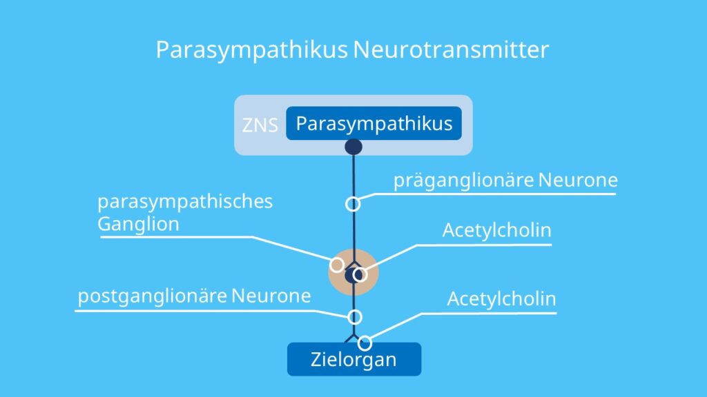 Acetylcholin, Neurotransmitter parasympathikus, parasympatikus