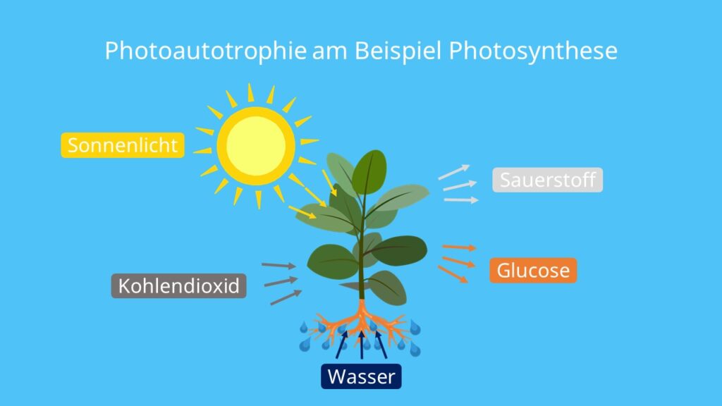 Photoautotrophie am Beispiel Photosynthese, Photoautotrophie, autotrophe, autotrophe Organismen, autotrophe Lebewesen, autotrophe Ernährung