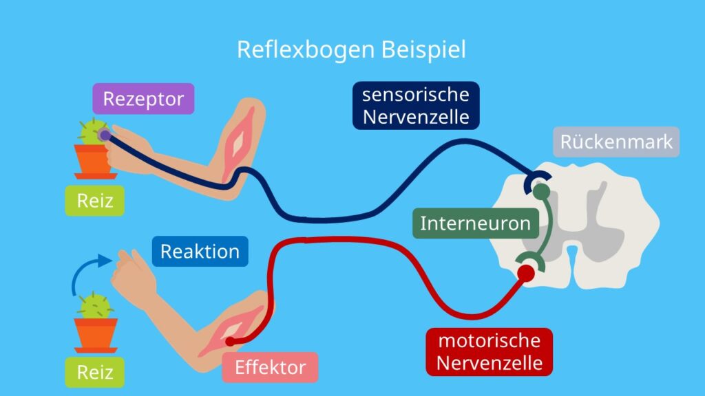 Reflexbogen, Reiz Reaktionskette, Rückenmark, afferente Bahnen, efferente Bahnen