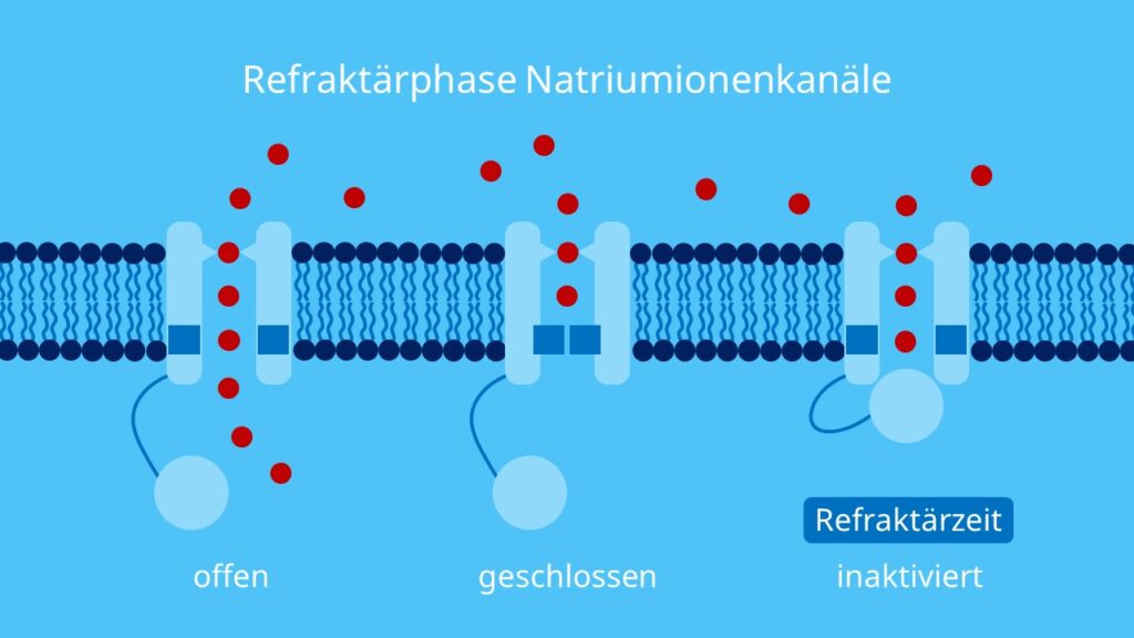 Refraktärphase Natriumionenkanäle, Natriumionenkanal, Refraktärität, Aktionspotential, absolute Refrakträrzeit