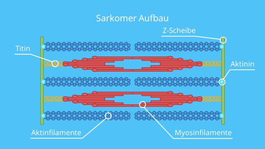 Sarkomer Aufbau, Myosin, Aktin, Titin, dünnes Filament, dickes Filament, Aktinin