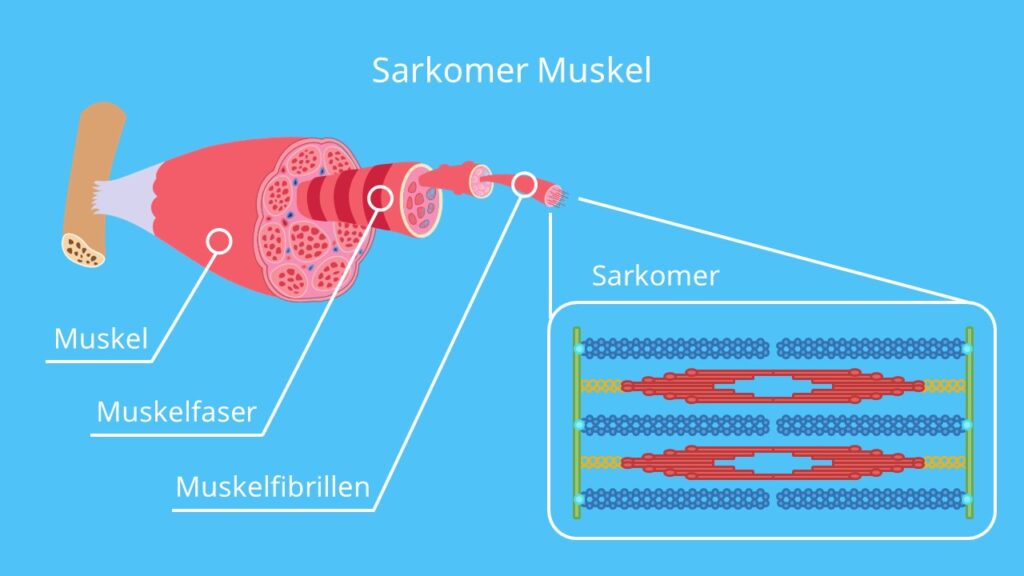 Sarkomer Muskel, Myofibrille, Muskelfaser, Muskel, Muskelzelle