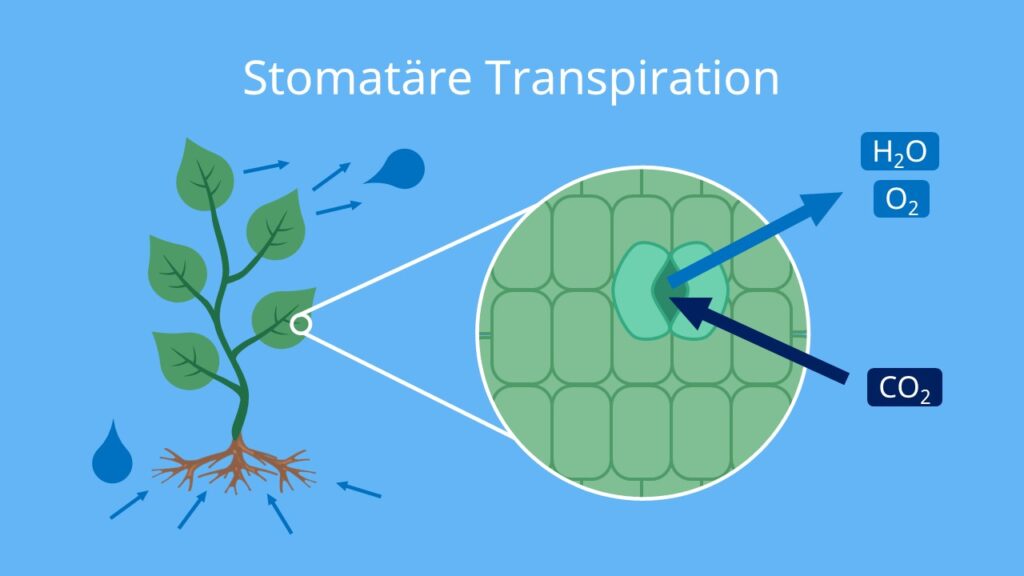 Stomatäre Transpiration, Transpiration Biologie, Transpiration Blatt, Transpiraton bei Pflanzen, Spaltöffnungen Funktion, transpirieren, transpiriert