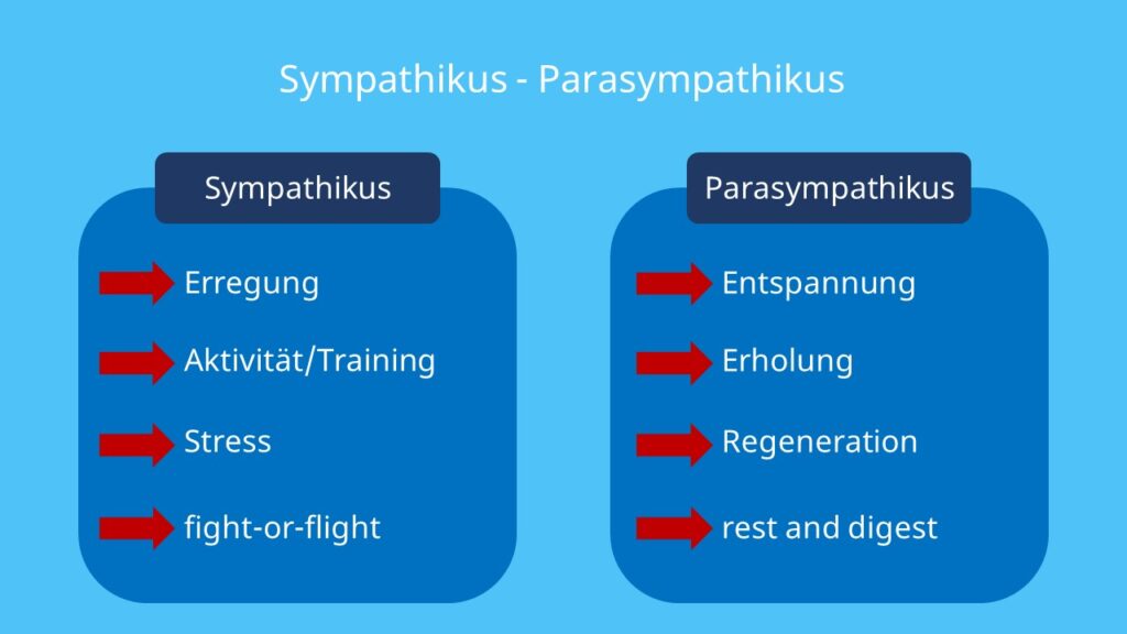 Sympathikus, fight-or-flight, ergotrop, vegetatives Nervensystem, Simpatikus, Sympatikus, sympathicus