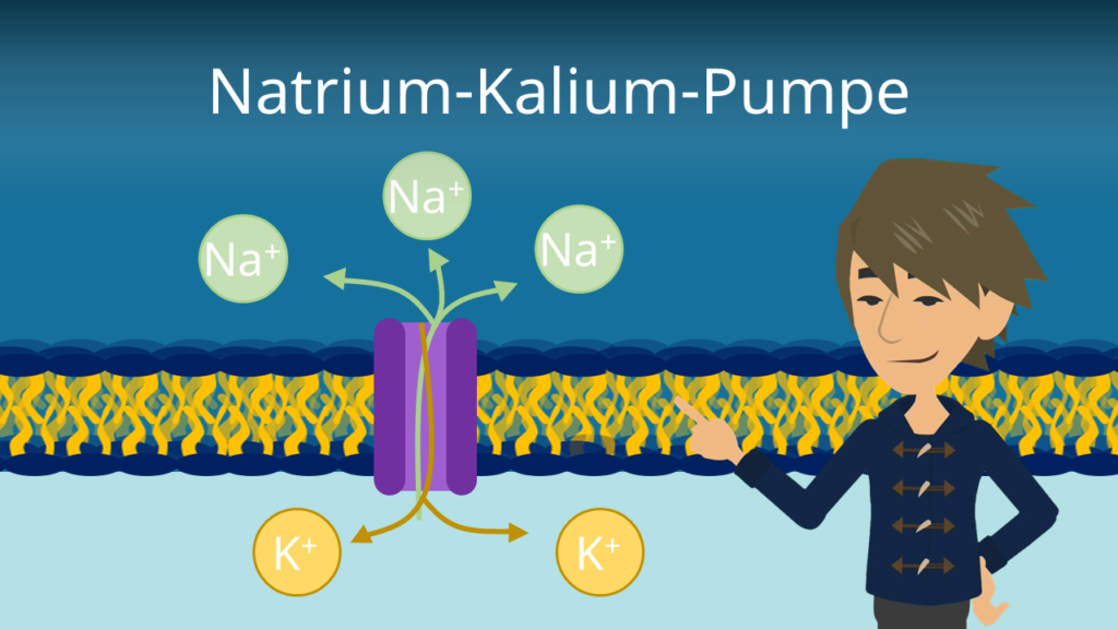 Zum Video: Natrium-Kalium-Pumpe