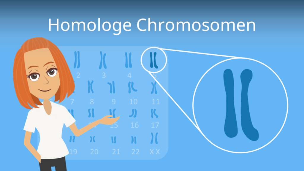 Zum Video: Homologe Chromosomen