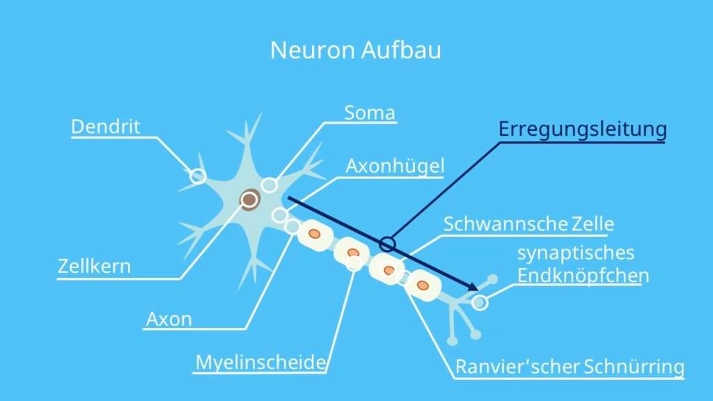 Erregungsweiterleitung, Axonhügel, Axon, Aktionspotential Nervenzelle, Reiz
