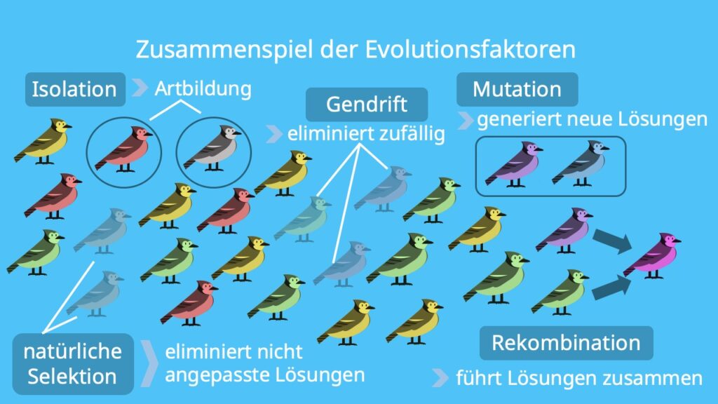 Evolution; Selektion, Rekombination, Allelhäufigkeit, Genpool, Mutation, Isolation, Allelfrequenz, Gendrift