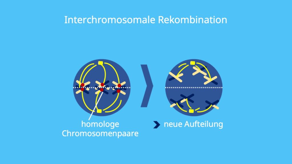 Rekombination; Evolutionsfaktor, Meiose, interchromosomal