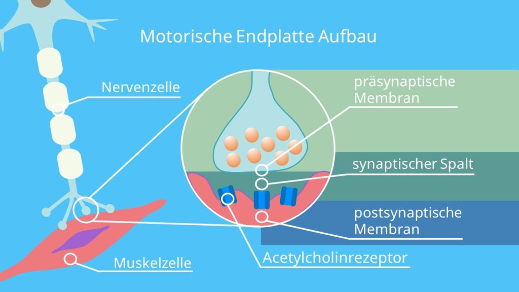 neuromuskuläre Synapse, Endplattenpotential, synaptischer Spalt, Synapse, Synapse Aktionspotential, Motoneuron