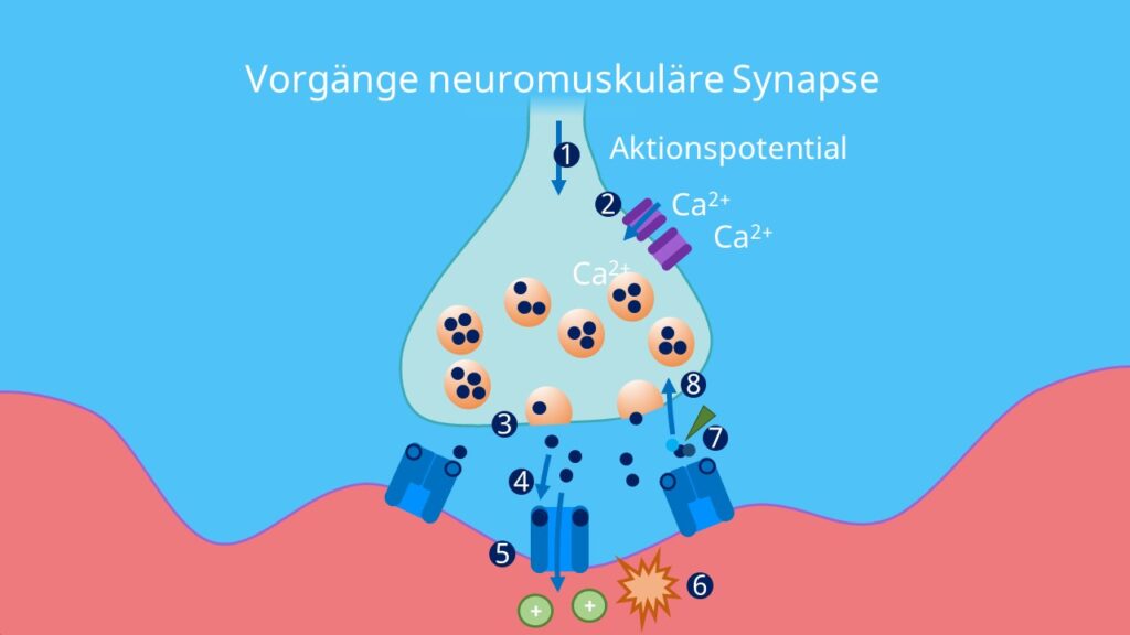 Synapse, neuromuskuläre Endplatte, motorisches Neuron, motorische Endplatte, Erregungsübetragung, ionotrop, Endplattenpotential, acetylcholin