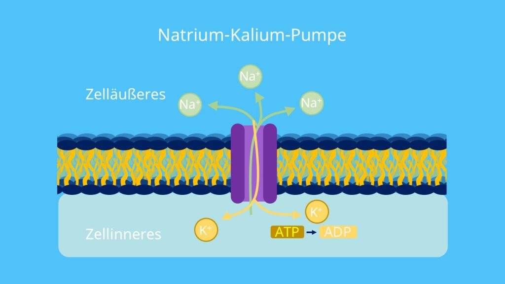 Na+, Antiport, Na K ATPase, aktiver Transport, Na K Pumpe, ionenpumpe