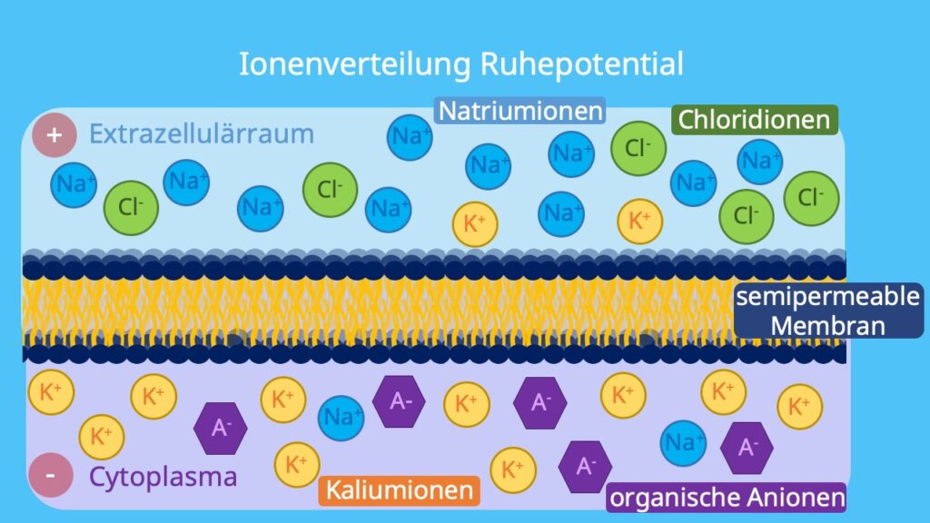 Kaliumionen, Natriumionen, semipermeable Membran, Chloridionen, organische Anionen, Cytoplasma, Extrazellulärraum