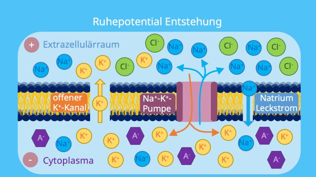 Kaliumionenkanal, Na K Pumpe, Leckströme, Diffusion, Ruhepotential, relative Permeabilität, Kaliumionen, Natriumionen