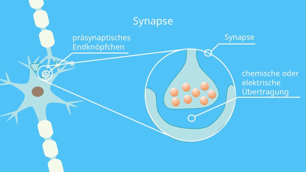 Endknöpfchen, synaptisches Endknöpfchen, synaptische Transmission, Postsynapse, synaptischer Spalt, Dendriten